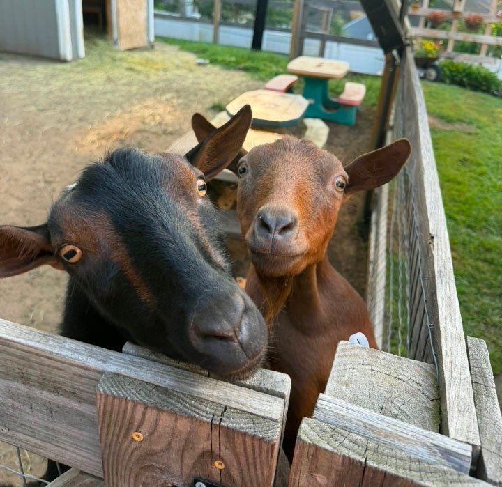 Other animal care