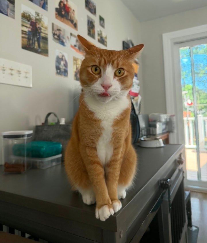 Cat care