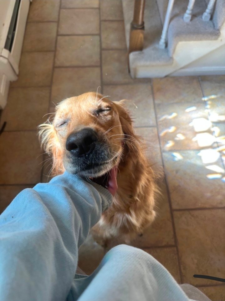 Pet care photo