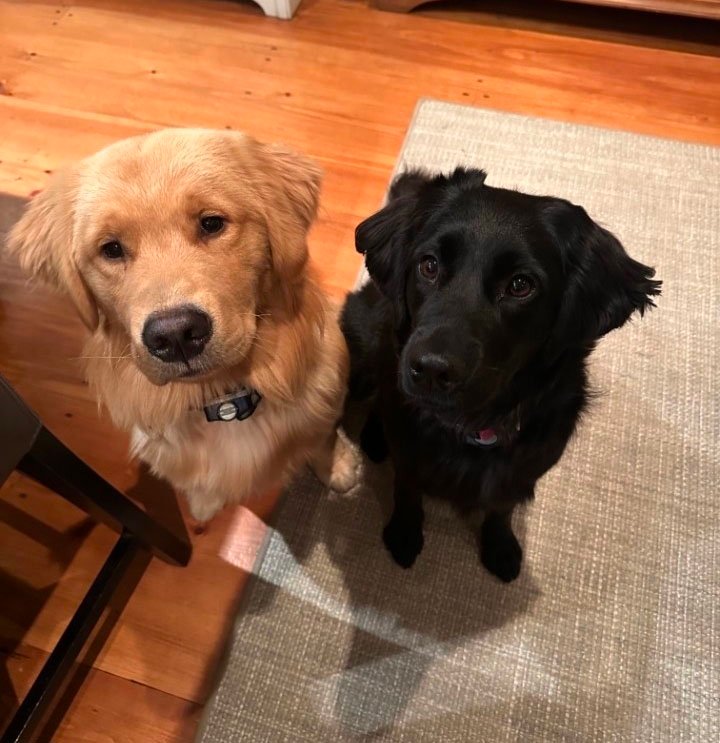 Pet care photo